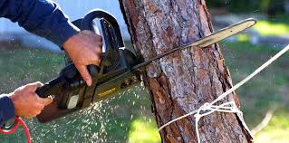 Best Tree Maintenance Programs  in Tarrytown, NY
