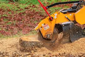 Best Tree Disease Treatment  in Tarrytown, NY