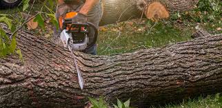 Best Organic Lawn Care Solutions  in Tarrytown, NY
