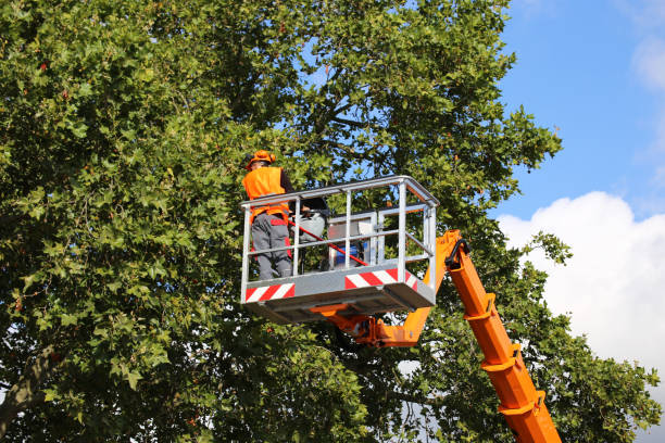 Best Emergency Tree Removal  in Tarrytown, NY