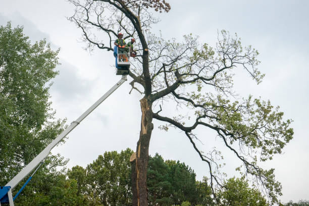 Best Fruit Tree Pruning  in Tarrytown, NY