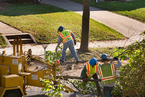 Best Utility Line Clearance  in Tarrytown, NY