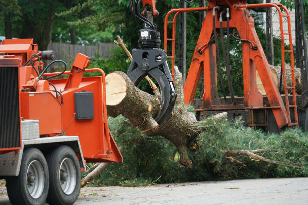 Best Seasonal Cleanup (Spring/Fall)  in Tarrytown, NY