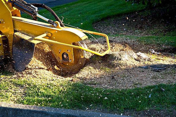 Best Lawn Maintenance Plans  in Tarrytown, NY