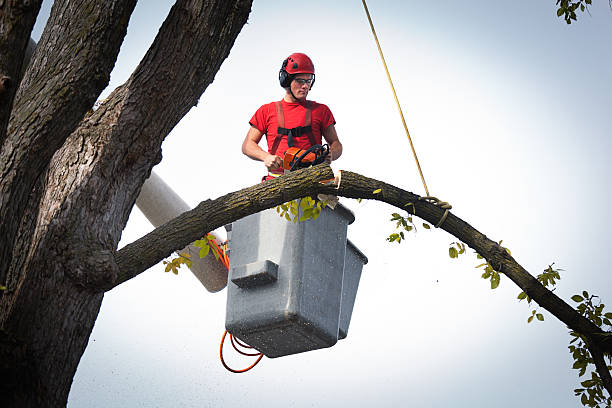 Best Hazardous Tree Removal  in Tarrytown, NY