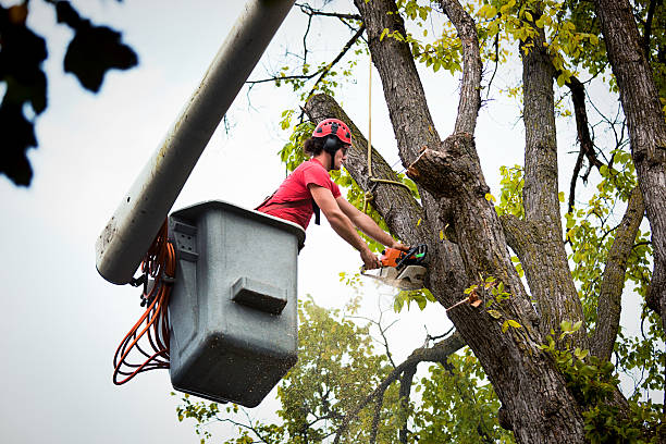 Best Commercial Tree Services  in Tarrytown, NY